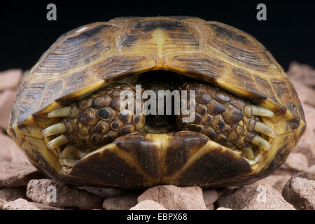 / Agrionemys horsfieldii tortue russe Banque D'Images