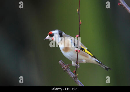 Eurasian goldfinch (Carduelis carduelis), est assis sur une branche, Allemagne Banque D'Images