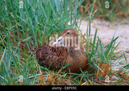 L'eider à duvet (Somateria mollissima), Femme, Allemagne Banque D'Images