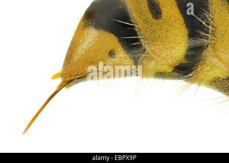 Guêpe commune Vespula (Paravespula vulgaris vulgaris,), macro shot d'un ovipositeur d'une reine Banque D'Images