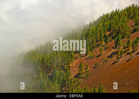 Achat pin (Pinus canariensis), forêt de pins en nuages de Passat, Iles Canaries, Tenerife, le Parc National du Teide Banque D'Images