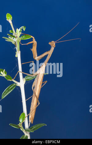 La prédation européenne (Mantis religiosa mantis), à une brindille Banque D'Images