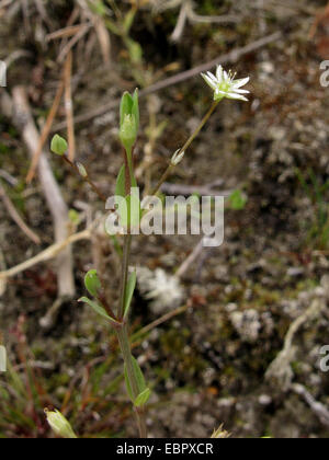 Stellaire des marais (Stellaria alsine), la floraison, l'Allemagne, Rhénanie du Nord-Westphalie Banque D'Images