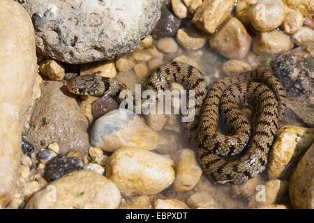 Serpent d'herbe sicilienne (Natrix natrix sicula), en eau peu profonde à la rive, l'Italie, Sicile Banque D'Images