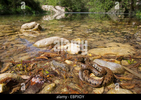 Serpent d'herbe sicilienne (Natrix natrix sicula), au bord d'une brooke, Italie, Sicile Banque D'Images