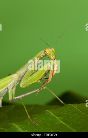 La prédation européenne (Mantis religiosa mantis), sur une feuille Banque D'Images