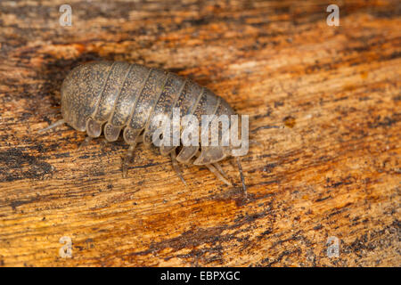 Cloportes vulgaires, comprimé bug (Helleria brevicornis), sur bois, France, Corse Banque D'Images