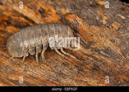 Cloportes vulgaires, comprimé bug (Helleria brevicornis), sur bois, France, Corse Banque D'Images