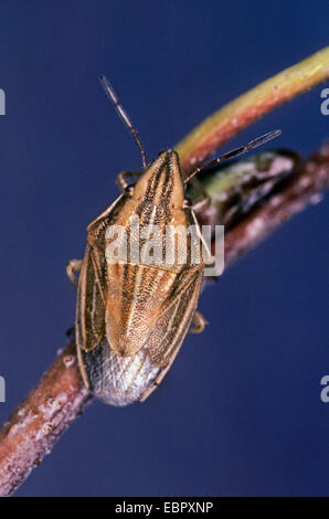 Mitre d'Évêque, mitre d'Évêque bug (Aelia acuminata), sur une branche, Allemagne Banque D'Images