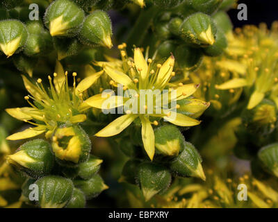 Aeonium Aeonium cuneatum (en fleurs), Banque D'Images