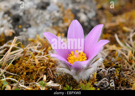 Anémone pulsatille (Pulsatilla vulgaris), fleur, Allemagne, Bavière, Oberpfalz Banque D'Images