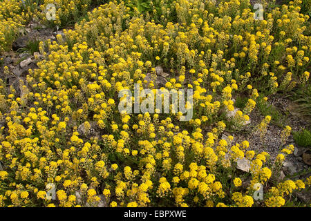 Madwort rampante (alyssum Alyssum repens, transsylvanicum), blooming Banque D'Images