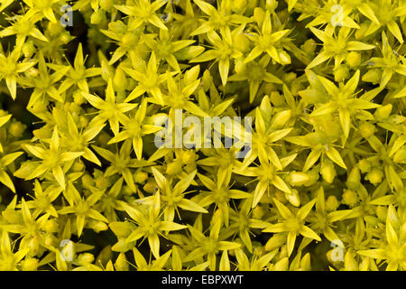 Stonecrop commun, mordre stonecrop, mossy stonecrop, mur de poivre, de l'or-moss (Sedum acre), la floraison, l'Allemagne, Schleswig-Holstein Banque D'Images