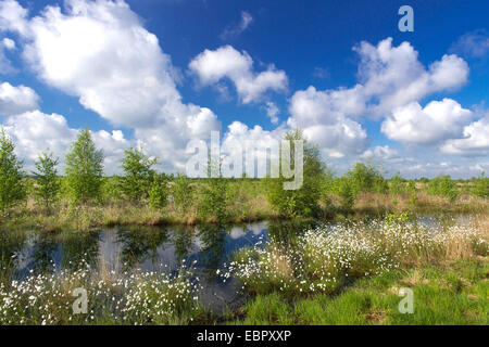 Linaigrette de tussock, hare's tail-linaigrettes (Eriophorum vaginatum), Moor paysage avec la linaigrette, ALLEMAGNE, Basse-Saxe Oldenburger Muensterland, Goldenstedter Moor Banque D'Images