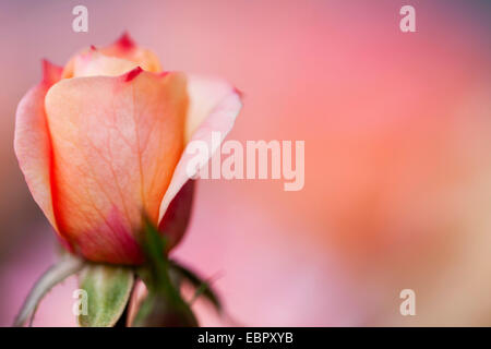 Plantes ornementales rosier (Rosa spec.), Blossom Banque D'Images