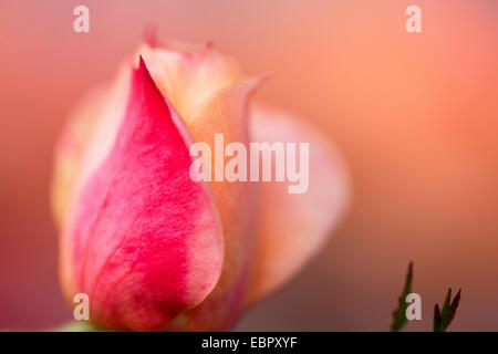 Plantes ornementales rosier (Rosa spec.), Blossom Banque D'Images