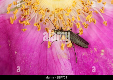 D'épaisseur de fleurs à pattes (Oedemera virescens), assis sur une fleur rose, Allemagne Banque D'Images