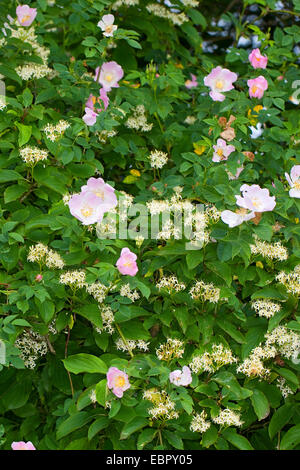 Dogberry, cornouiller (Cornus sanguinea), avec dog rose dans une haie, Allemagne Banque D'Images