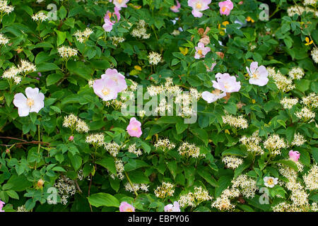 Dogberry, cornouiller (Cornus sanguinea), avec dog rose dans une haie, Allemagne Banque D'Images