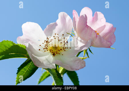 Dog rose (rosa canina), fleurs Banque D'Images