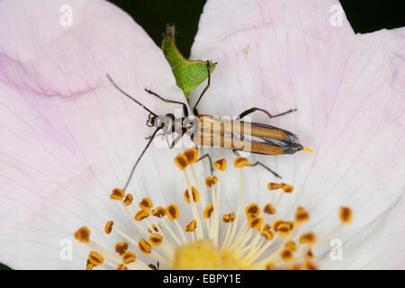 Allaitement Pollen Beetle, épais en tailleur Flower Beetle (Oedemera femorata), assis sur une fleur rose, Allemagne Banque D'Images