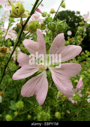 Lavatera thuringiaca mallow (Gay), fleur, Allemagne Banque D'Images