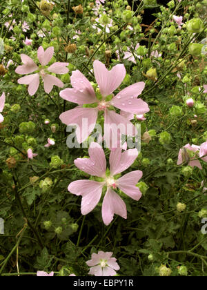 Lavatera thuringiaca mallow (Gay), la floraison, Allemagne Banque D'Images