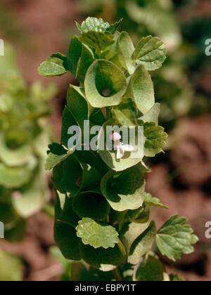 Sonnerie de cloches d'Irlande, Irlande, Shellflower, Shell flower (Moluccella laevis), inflorescence Banque D'Images