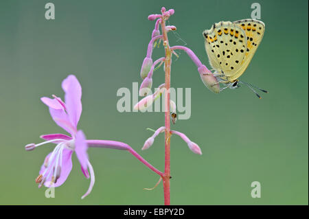 (Heodes tityrus cuivre fuligineux, Loweia Loweia tityrus tityrus,, Lycaena tityrus), assis sur willow-herb, ALLEMAGNE, Basse-Saxe Banque D'Images