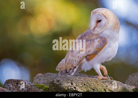 Effraie des clochers (Tyto alba), bref, l'ALLEMAGNE, Basse-Saxe Banque D'Images