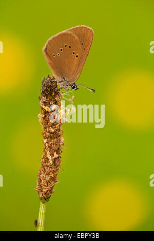 Grand bleu sombre (Maculinea nausithous, Phengaris nausithous), assis sur plantago fleur, Allemagne, Rhénanie du Nord-Westphalie Banque D'Images