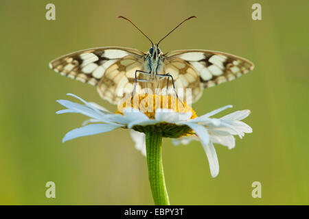 Blanc marbré (Melanargia galathea), assis sur une marguerite, Allemagne, Rhénanie-Palatinat Banque D'Images