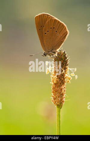 Grand bleu sombre (Maculinea nausithous, Phengaris nausithous), assis sur plantago fleur, Allemagne, Rhénanie du Nord-Westphalie Banque D'Images