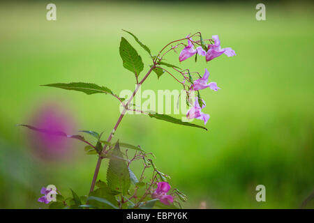 Balsamine de l'Himalaya Indien, rouge, sapin baumier, jewelweed, jewelweed ornementales casque de policier (Impatiens glandulifera), des tiges de fleurs, l'Allemagne, Hesse Banque D'Images