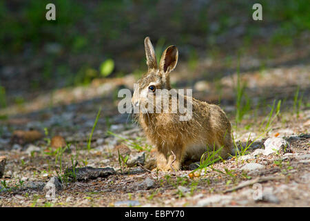 Lièvre européen, lièvre Brun (Lepus europaeus), peu d'hare assis sur un chemin forestier, Allemagne Banque D'Images