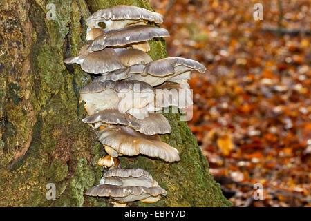 Pleurote (Pleurotus ostreatus), plusieurs organes de fructification à un tronc d'arbre, Allemagne Banque D'Images