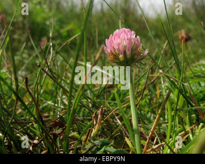 Fraise trèfle (Trifolium fragiferum), qui fleurit dans un marais salé, Allemagne, Bielefeld, de Basse-saxe mer des Wadden Parc National Banque D'Images