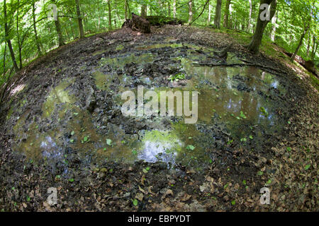 Le sanglier, le porc, le sanglier (Sus scrofa), les sangliers sont dans une forêt, Allemagne Banque D'Images