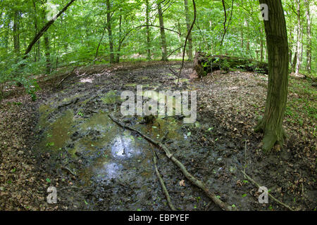 Le sanglier, le porc, le sanglier (Sus scrofa), les sangliers sont dans une forêt, Allemagne Banque D'Images