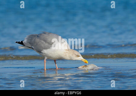 Goéland argenté (Larus argentatus), avec des poissons morts sur la plage, de l'Allemagne, de Mecklembourg-Poméranie-Occidentale, Poméranie occidentale Lagoon Salon National Park, Prerow Banque D'Images