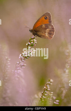 Couverture gatekeeper, Pyronia tithonus (Brown, Maniola tithonus), sur la bruyère, l'Allemagne, Rhénanie du Nord-Westphalie Banque D'Images