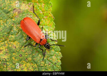 Scarlet fire beetle, le Cardinal (Pyrochroa coccinea), assis sur une feuille, l'Allemagne, Rhénanie-Palatinat Banque D'Images