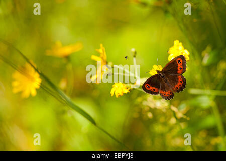 Arran brown, Erebia ligea (un papillon), assis sur une fleur jaune, l'Allemagne, la Bavière Banque D'Images