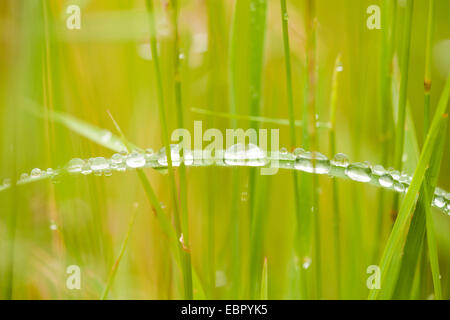 Rosée sur l'herbe, l'Allemagne, Rhénanie-Palatinat Banque D'Images