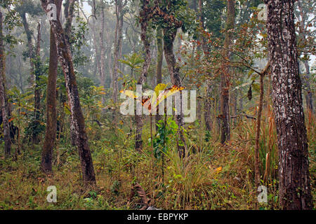 Dans la jungle, Népal, Terai, parc national de Chitwan Banque D'Images