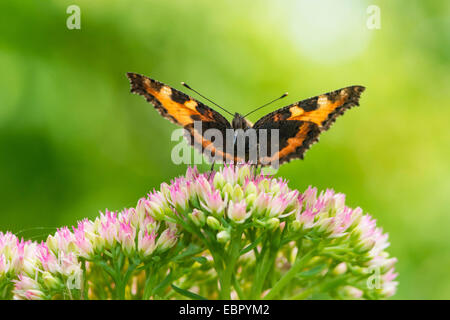 Petite écaille (Aglais urticae, Nymphalis urticae), assis sur Sedum sucer le nectar, Allemagne, Rhénanie du Nord-Westphalie Banque D'Images