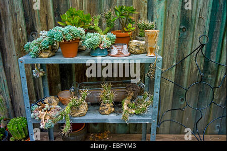 Plantes grasses sur l'avant d'une maison de jardin, Allemagne Banque D'Images