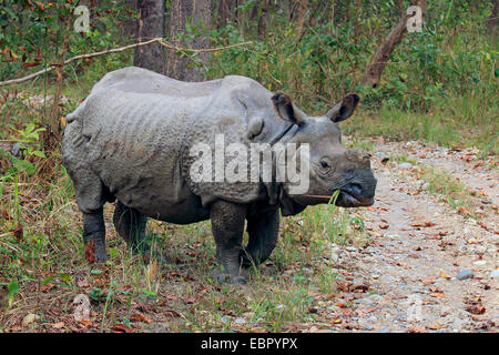 Plus de rhinocéros indien, Indien Grand rhinocéros à une corne (Rhinoceros unicornis), debout sur un chemin et de manger, Népal, Terai, parc national de Chitwan Banque D'Images