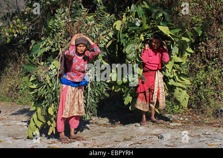 Les femmes exerçant une abondance de nourriture pour les bêtes, Népal, Pokhara, Kathmandutal Banque D'Images