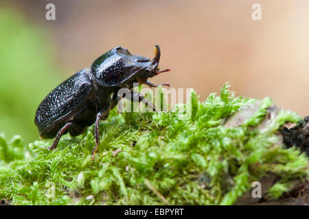 Du scarabée rhinocéros, petit scarabée rhinocéros Européen (Sinodendron cylindricum) mâle sur de la mousse, de l'Allemagne, Rhénanie-Palatinat Banque D'Images